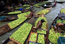 Floating-Guava-Market